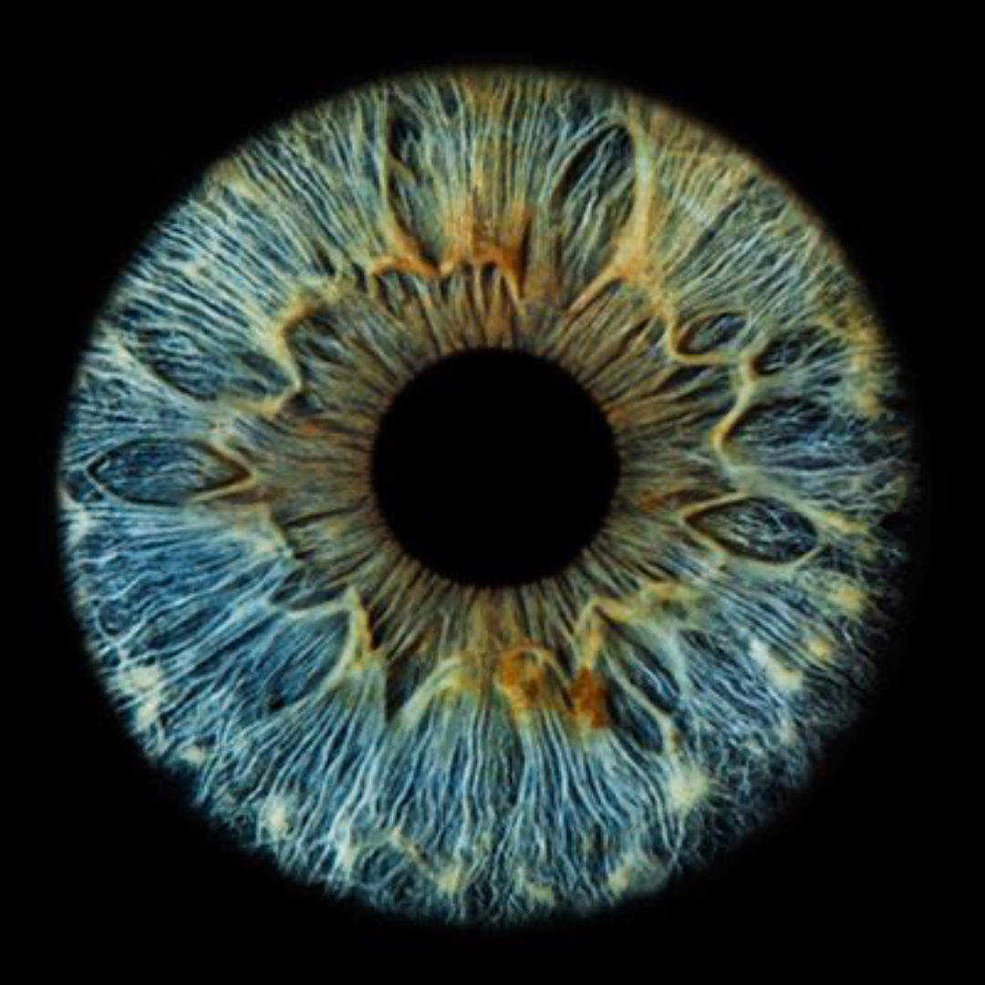 Iridology: The 4 Personality Types
