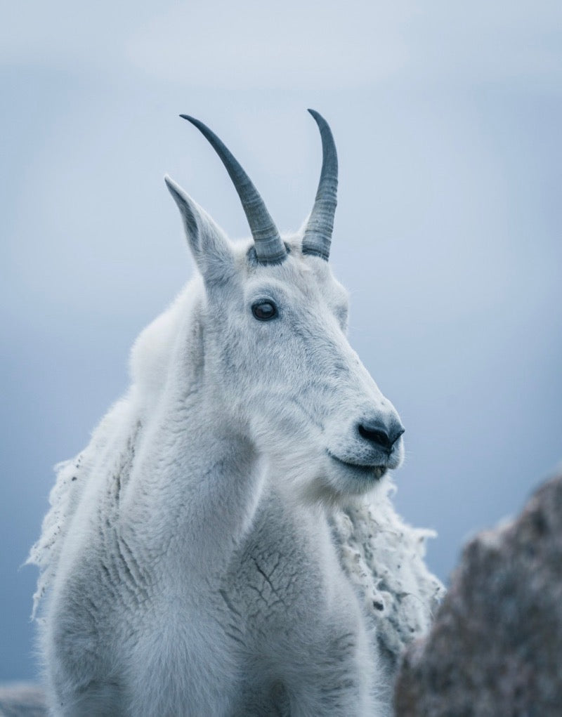 2020: Times of Capricorn & Becoming Authority