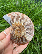 Ammonite -Large