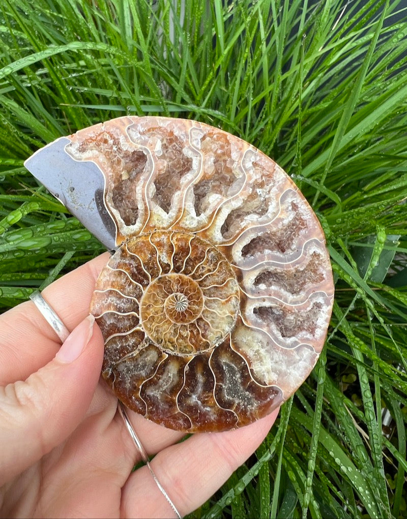 Ammonite -Large