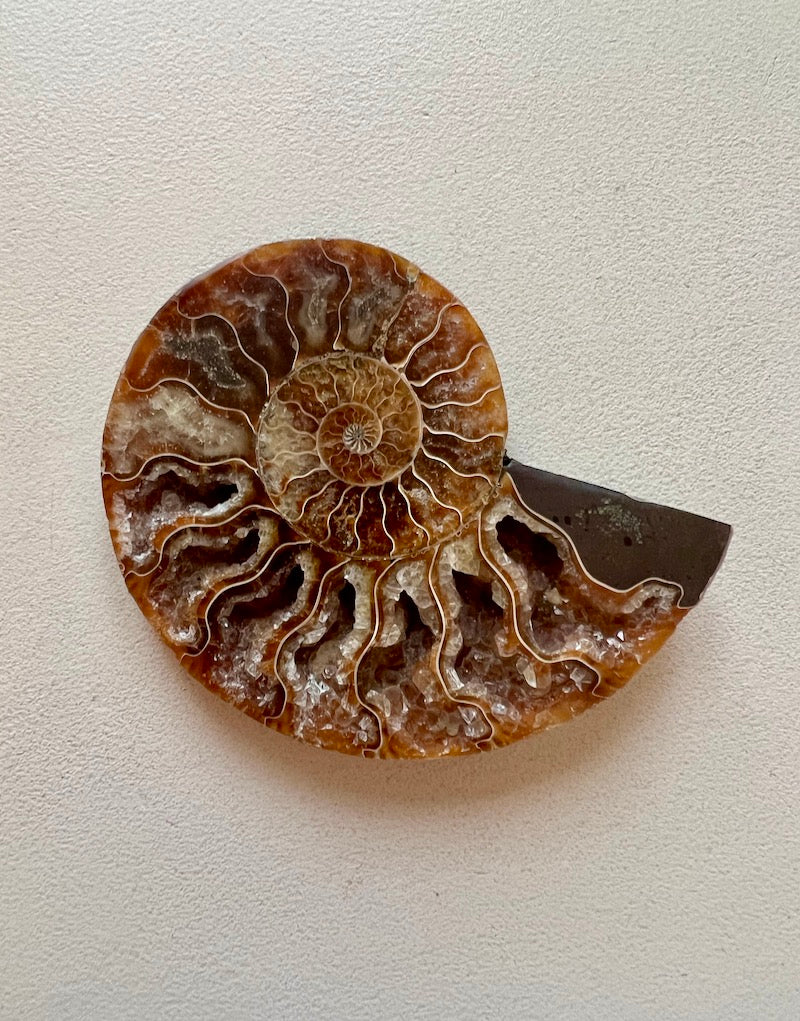 Ammonite -Large
