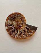 Ammonite -Large
