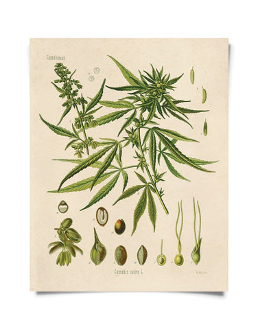 Vintage Botanical Cannabis Sativa Marijuana Print 8x10