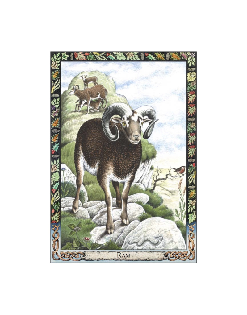 DRUID ANIMAL ORACLE DECK