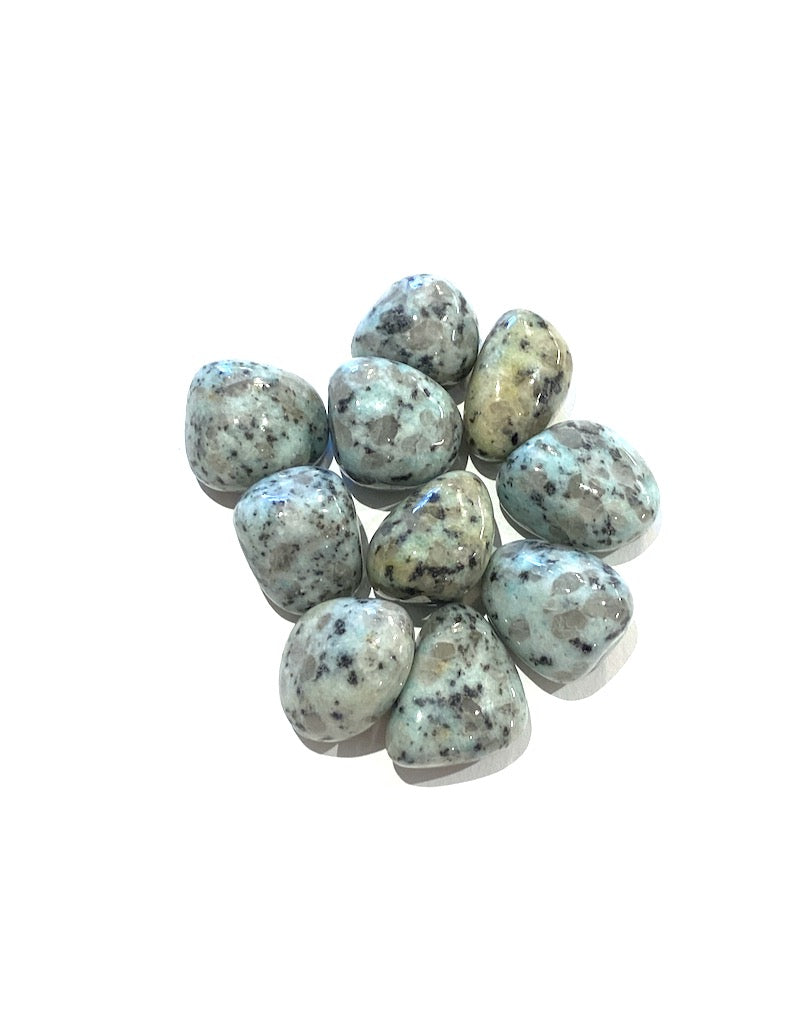 Jasper - Kiwi -(m)