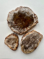 Petrified Wood Slices