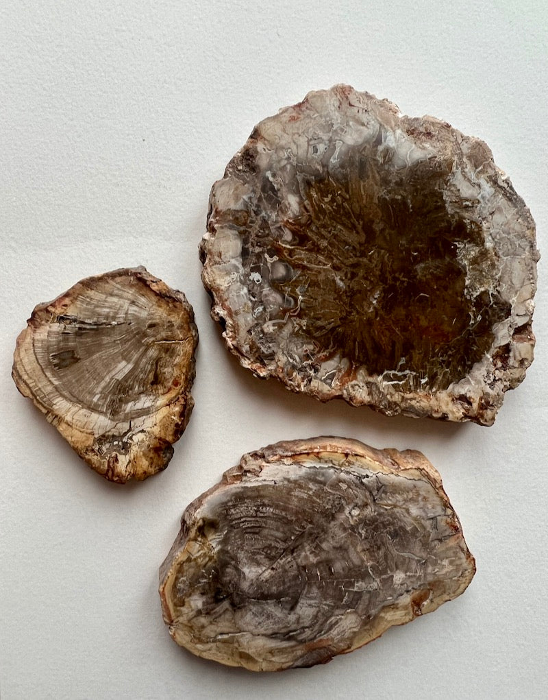 Petrified Wood Slices
