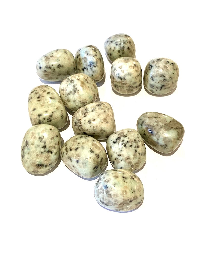 Jasper - Kiwi -(L)