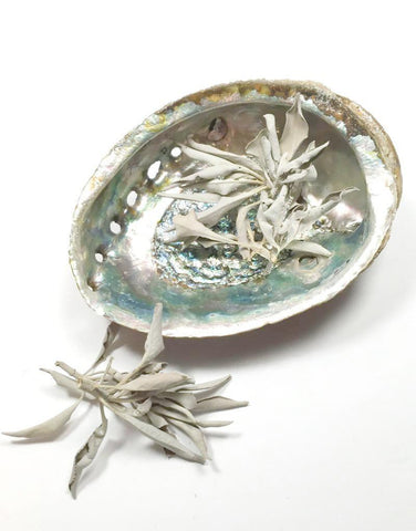 ABALONE SHELL