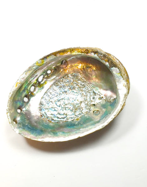 ABALONE SHELL