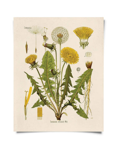 Vintage Botanical Dandelion Flower Print 8x10