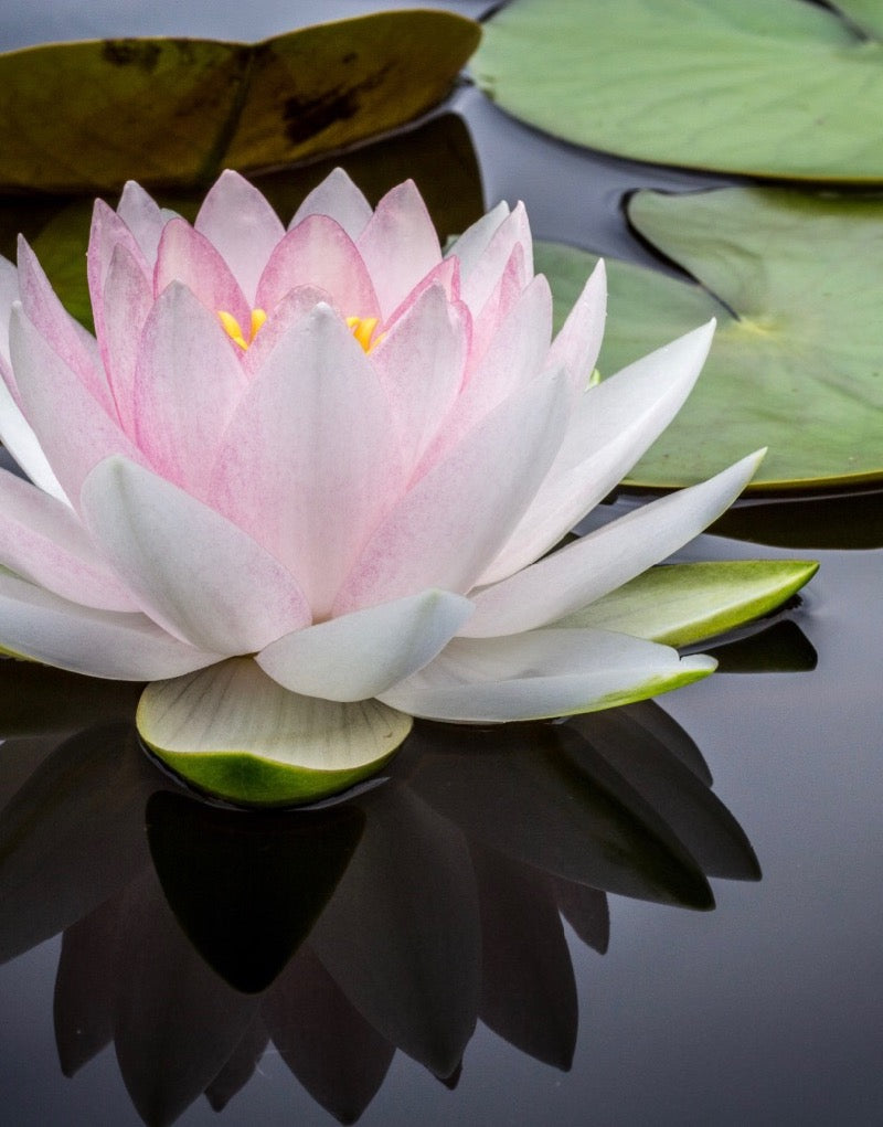 Reiki Level 1 Class + Attunement Mar 8th